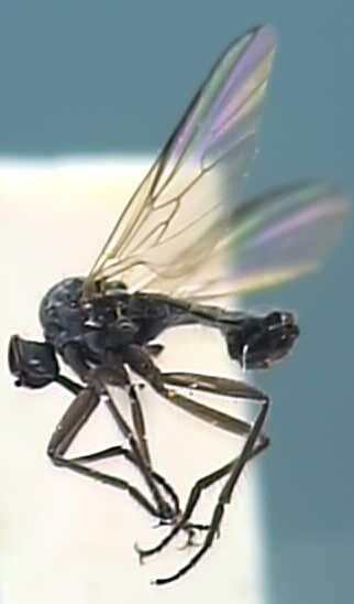 Rhamphomyia erythrophthalma